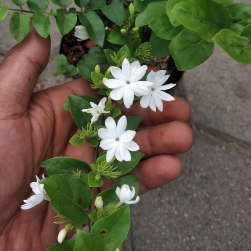 Tanaman Star Jasmine berbunga putih harum