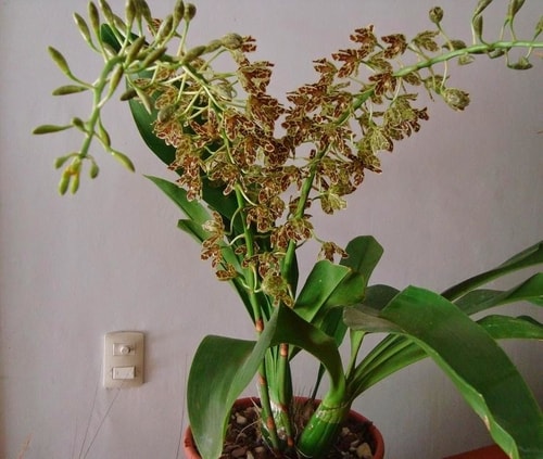 Bunga Anggrek Grammatophyllum
