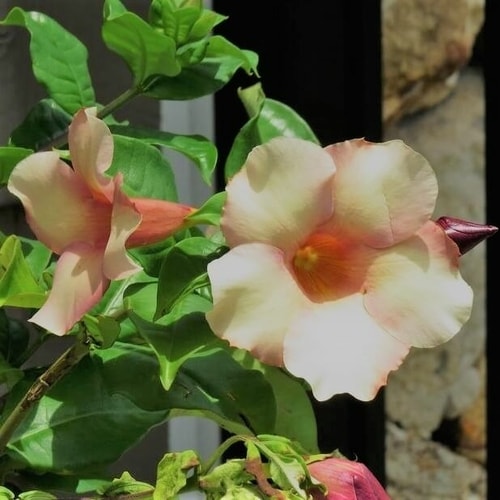 alamanda chocolate cream