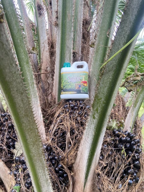 Dokumentasi kebun sawit Kalbar