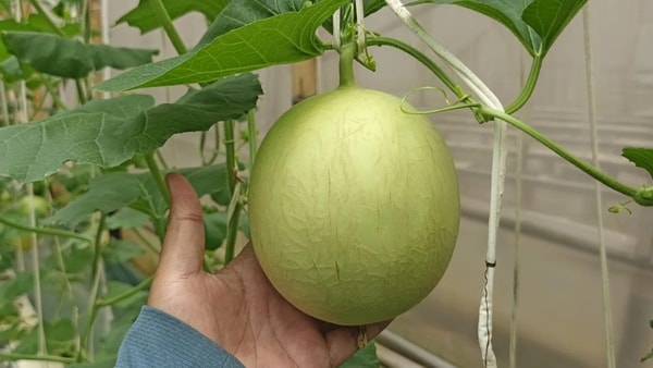 Menjemput Berkah di Kebun Wakaf: Kebun Melon Produktif Memasuki Fase Pematangan