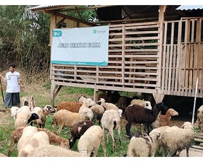 Persiapan Hewan Qurban Baitul Wakaf: Ditimbang, Dicek Kesehatan, dan Disiapkan untuk Distribusi ke Pelosok Negeri