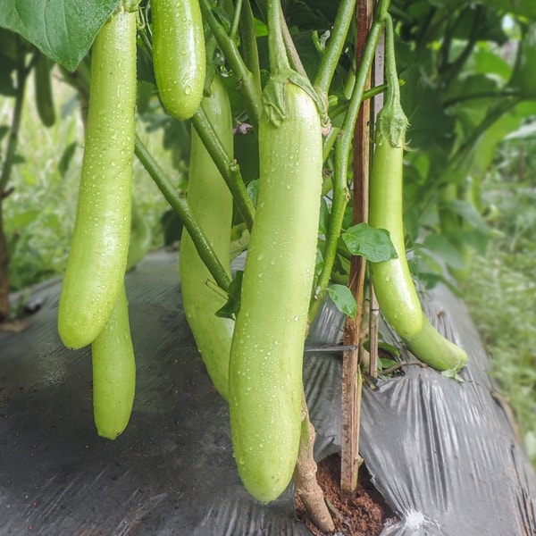 Jo Brinjal (Terong)