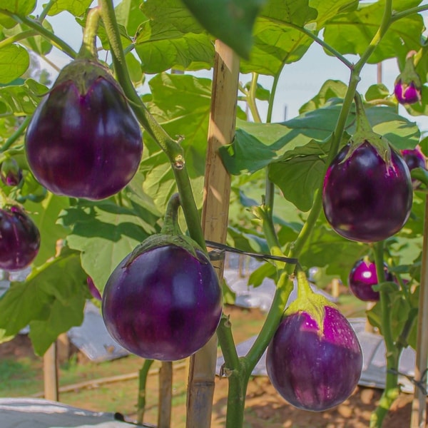 Pong Brinjal (Terong Bulat)