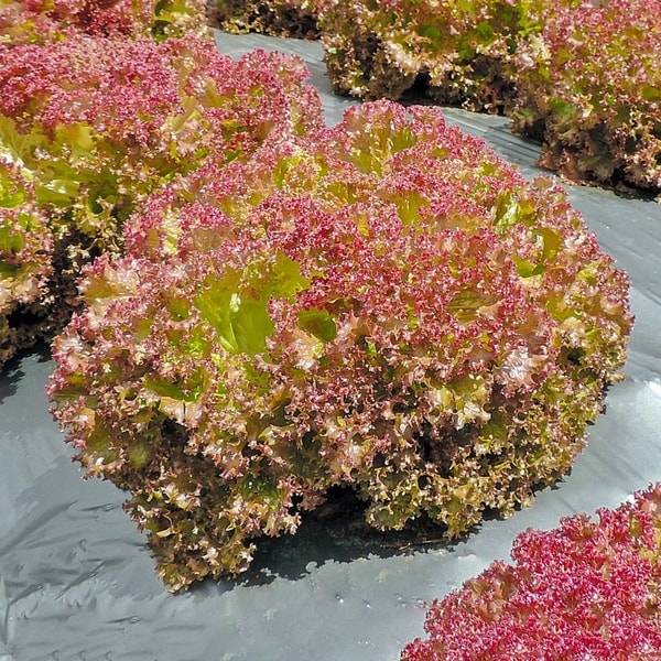 Red Lectus (Selada)