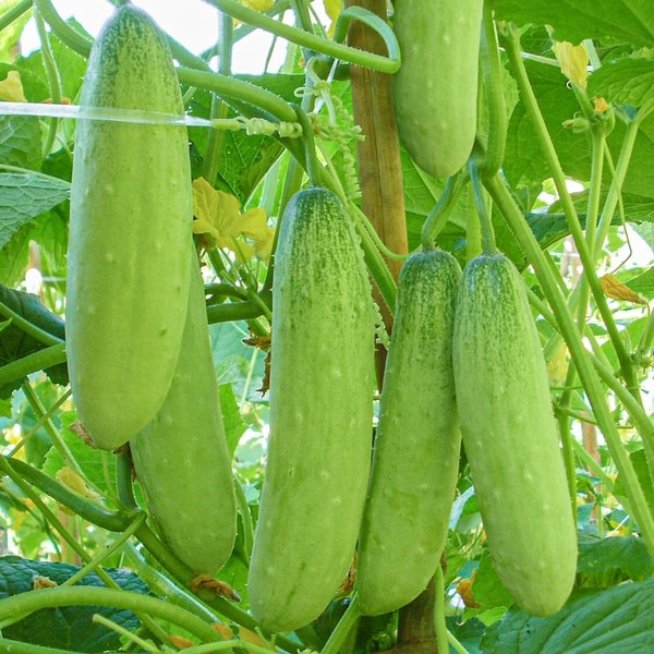 Mid Cuke (Mentimun)