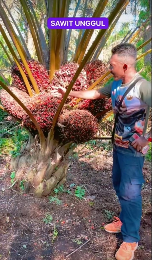 Booster Sawit