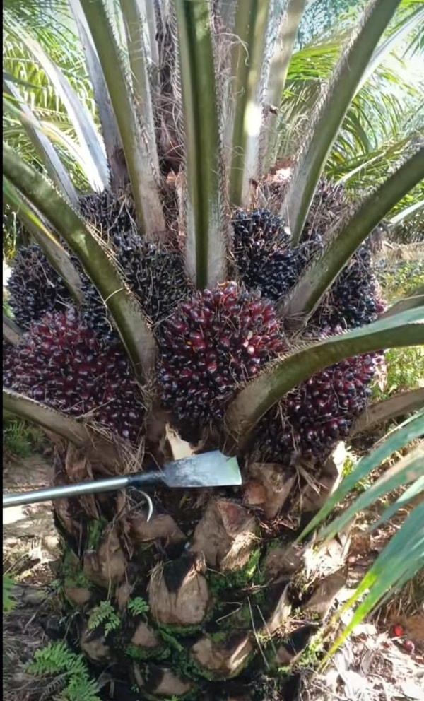 Booster Sawit