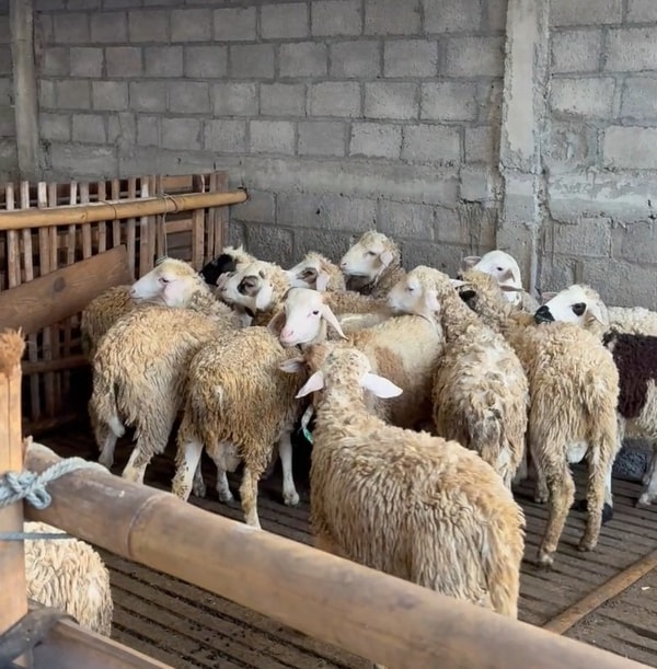 Kambing Aqiqah Apakah Harus Jantan? Ini Penjelasannya