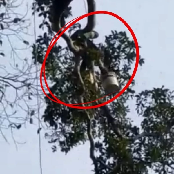 Pemburu madu memanjat pohon di hutan