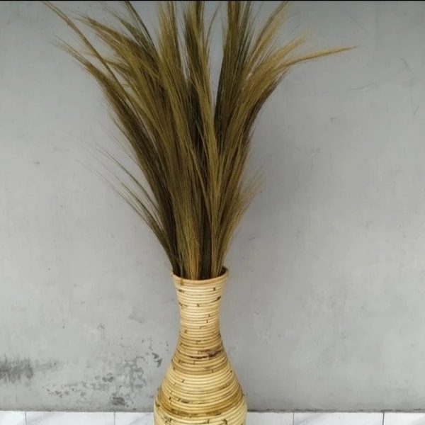 Pampas Rayung Kering (30batang)