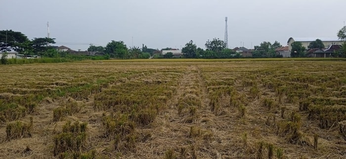 Olah Lahan  Petani Coba Bertahan