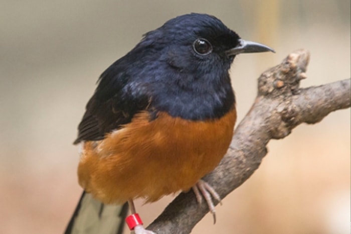 Bahaya Obesitas pada Burung