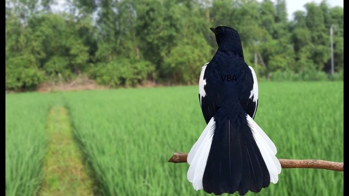Bikin kacer agar cepat ngobra dan buka ekor