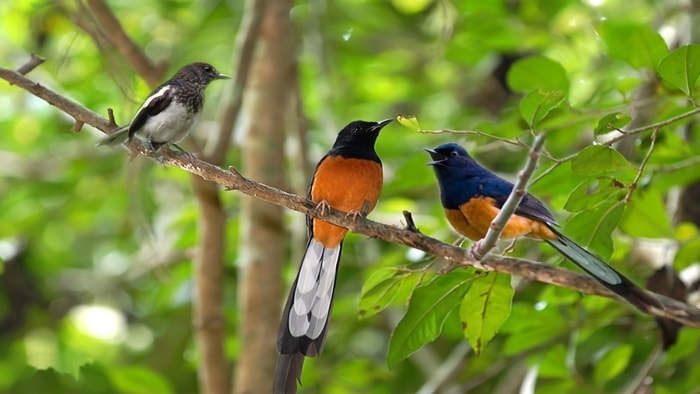 RAHASIA BURUNG JUARA