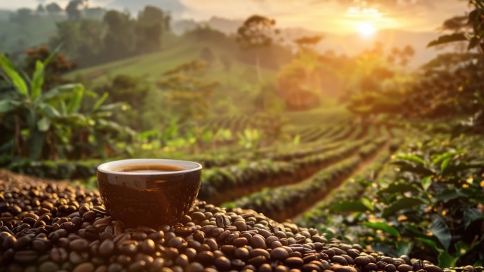Meet Temanggung Coffee Beans: One of a Kind from Indonesia