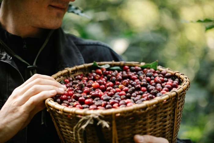 Bergelut di industri kopi, kira-kira seperti apa ya peluang kariernya?