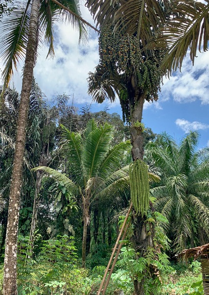About Arenga Palm Tree (Arenga Pinnata)
