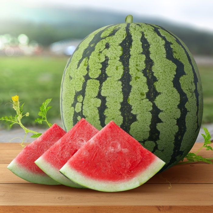 Mega Semka (Semangka)
