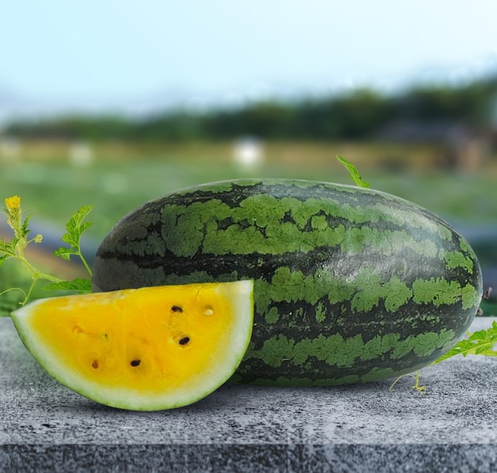 Lunar Semka (Semangka)