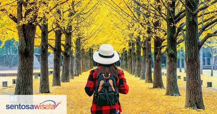 Nami Island, Surga Alam dan Budaya Korea yang Kental