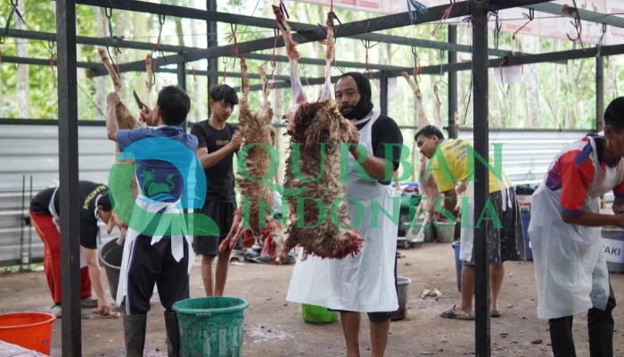 Inilah 5 Hikmah Pelaksanaan Qurban Idul Adha Bagi Umat Islam!
