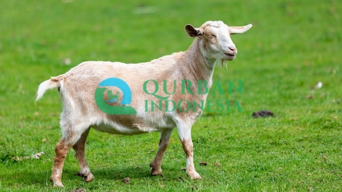 5 Cara Merawat Kambing Agar Cepat Besar, Ini Penjelasan Lengkapnya!