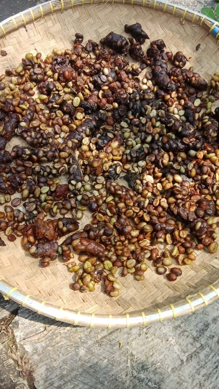 Where Luwak Coffee Begins : From Nature to the World