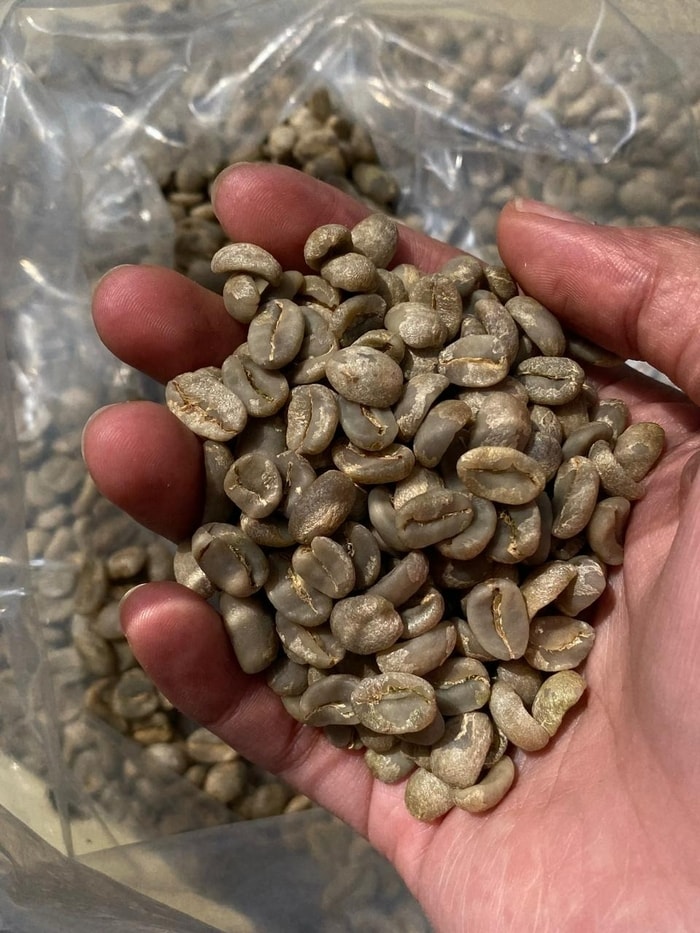 Luwak Coffee: Coffee Selected by Nature