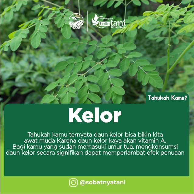 MANFAAT DAUN KELOR