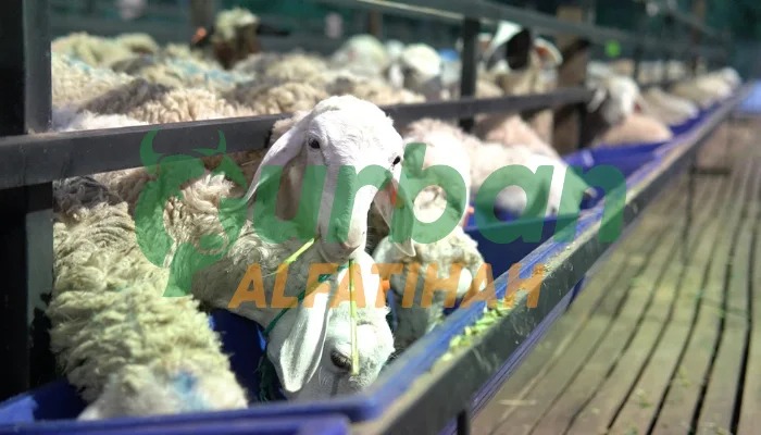 Pengertian Qurban dan Dasar Hukumnya, Inilah Penjelasannya!