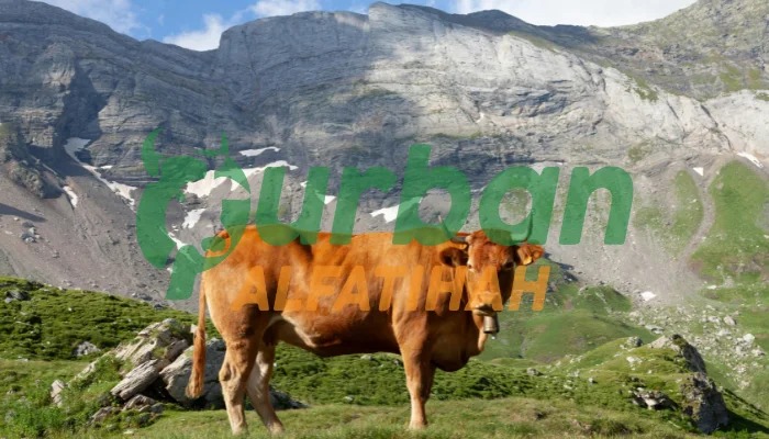 Ini Keutamaan dan Manfaat Berqurban Bagi Umat Islam