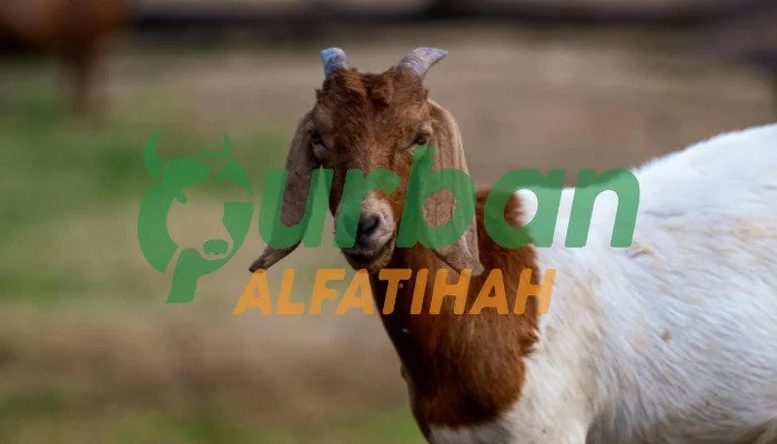 Manakah yang Harus Didahulukan Qurban atau Aqiqah? Ini Penjelasan Lengkapnya!