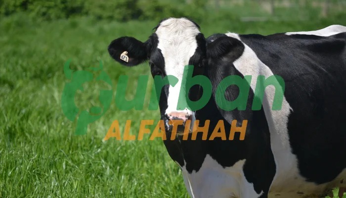 6 Perbedaan Qurban dan Aqiqah: Jangan Sampai Keliru!