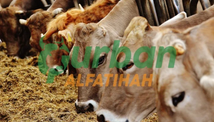 Syarat Hewan Qurban yang Harus Dipenuhi