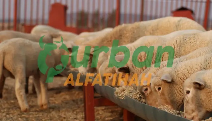 Keutamaan Puasa di Bulan Dzulhijjah, Jangan Sampai Terlewatkan!