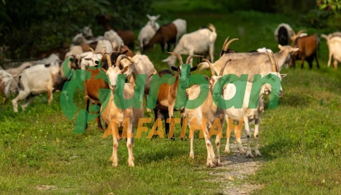 Qurban untuk Orang Meninggal, Apakah Diperbolehkan? Inilah Penjelasan dari Ulama!