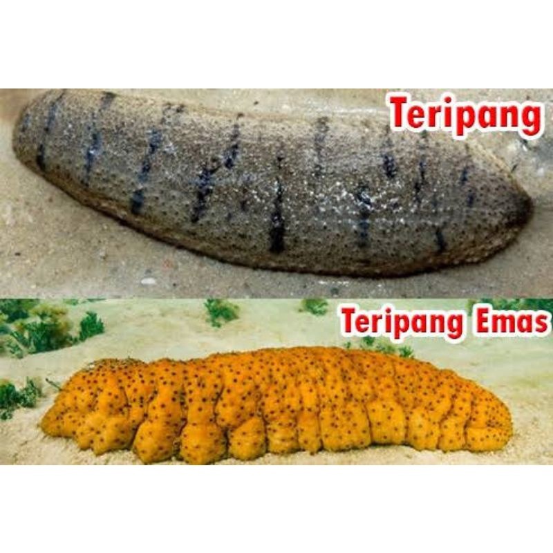 Teripang dan Teripang emas