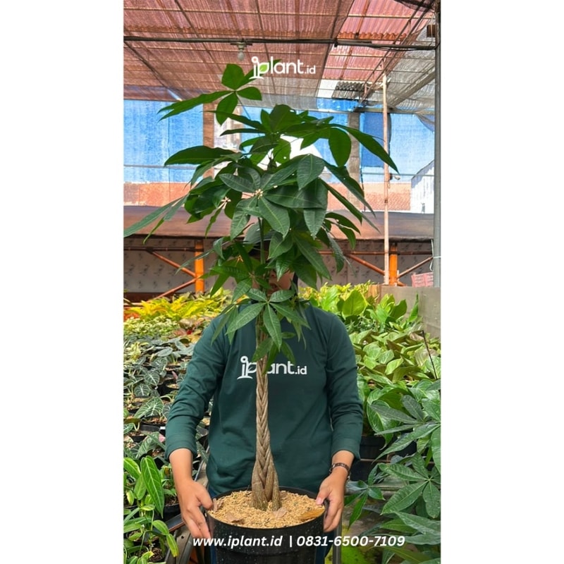-