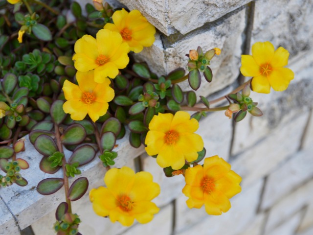 Portulaca Tumbuhan Liar Dengan Penuh Manfaat