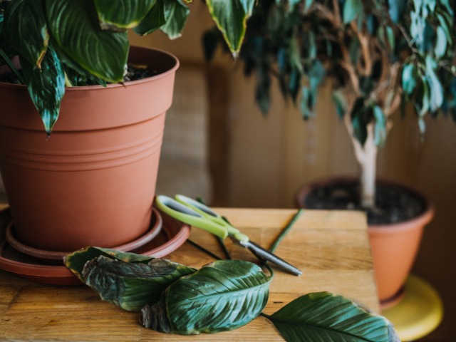 Masalah Yang Sering Muncul Pada Tanaman Hias Calathea