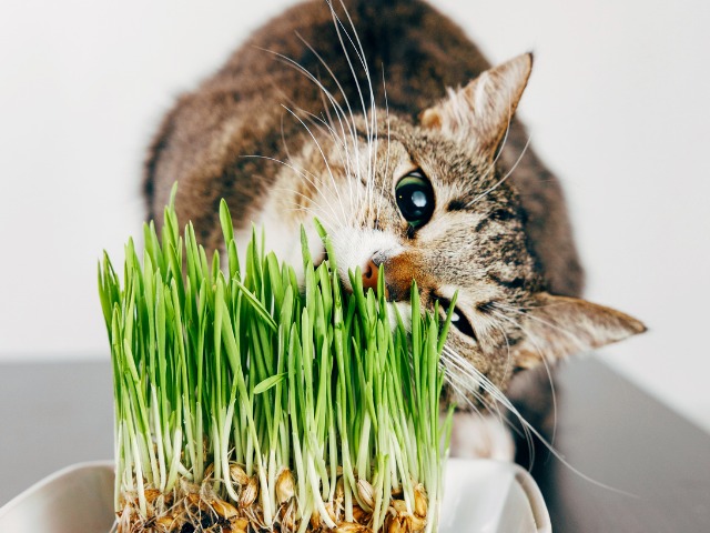 Kucing Suka Makan Rumput? Ini Alasannya..
