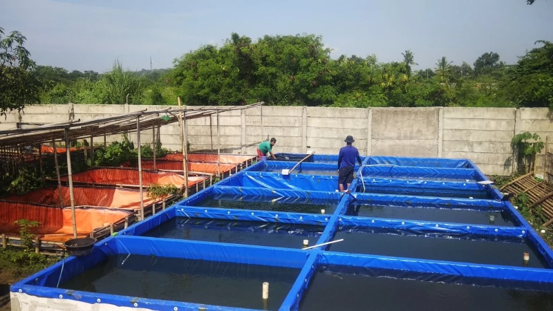Kolam Kotak