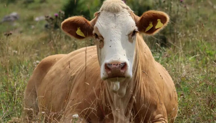 Bagaimana Hukum Menjual Daging Kurban, Begini Penjelasannya!