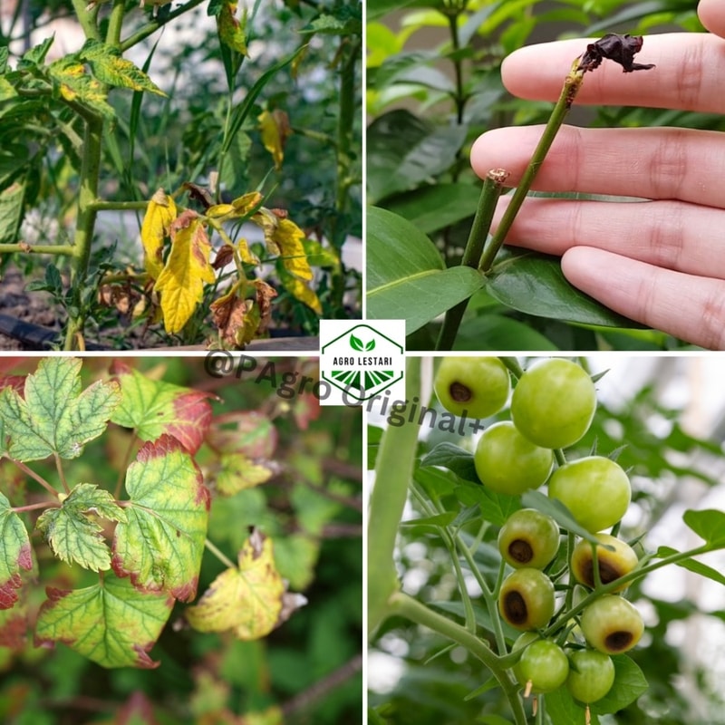 pupuk agro lestari