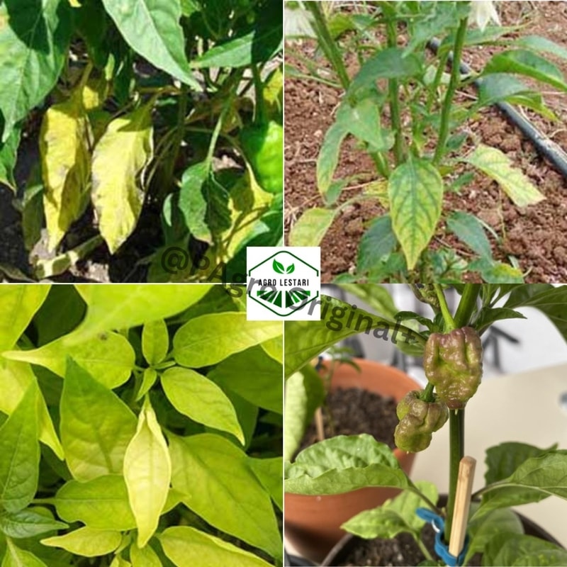 pupuk agro lestari cabe