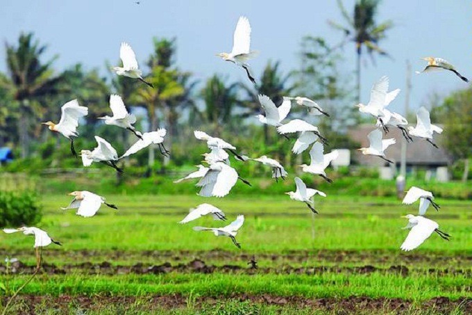 Hubungan Erat Kampung Batik Giriloyo dengan Keraton Yogyakarta