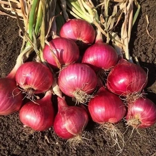 Benih Bawang Merah Lokanata