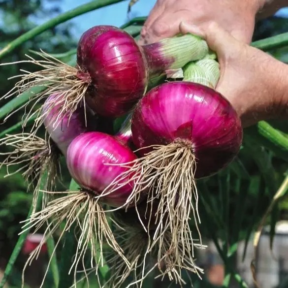 Benih Bawang Merah Lokanata