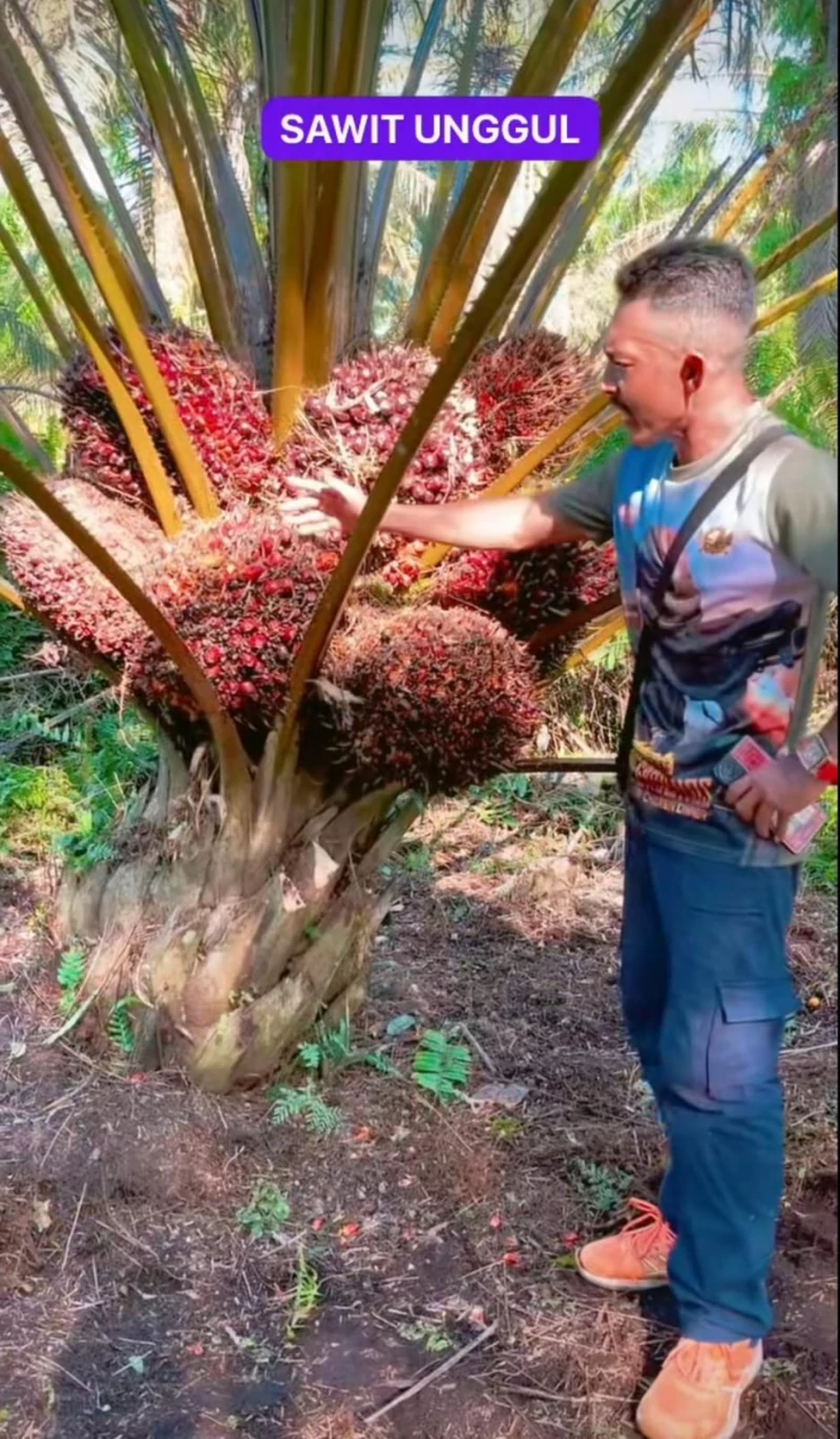 Pupuk Booster Sawit Premium